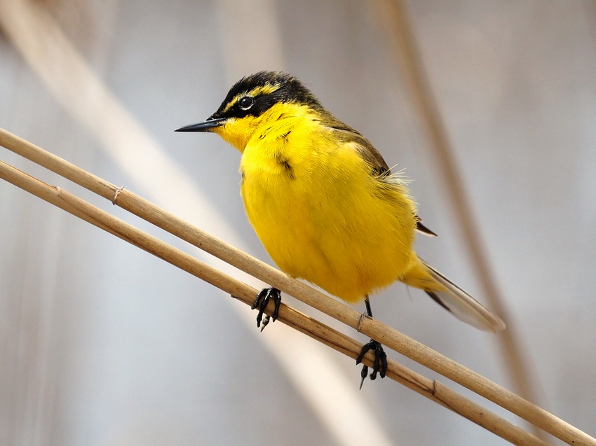 Cutrettola capinero e varianti